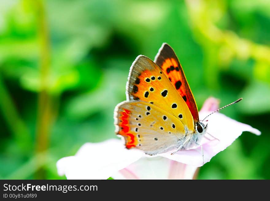 The butterfly fall amorning glory . shoot it in a garden . The butterfly fall amorning glory . shoot it in a garden .