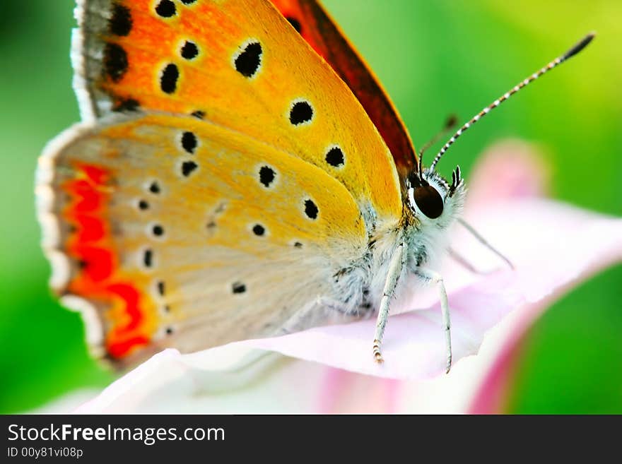 The butterfly and morning glory