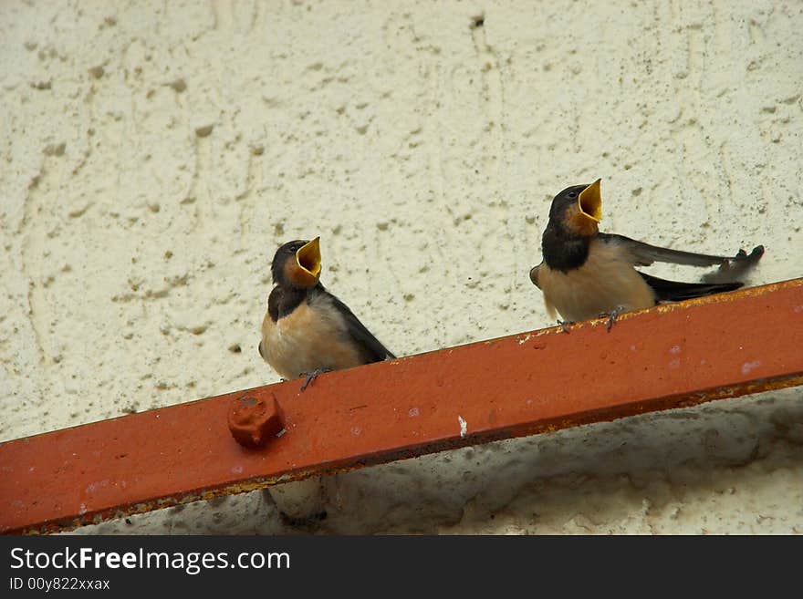 Hungry Barn Swallow Chicks