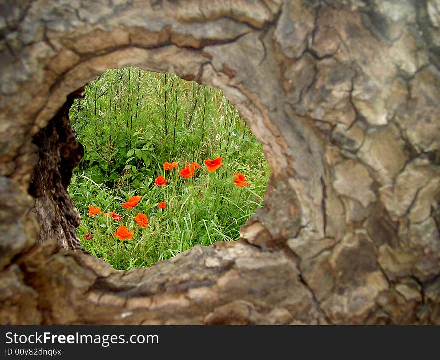 The piece of meadow peeking from hollow tree