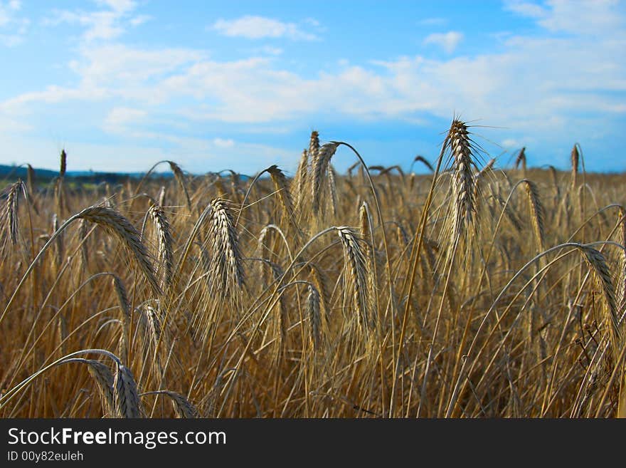 Barley field