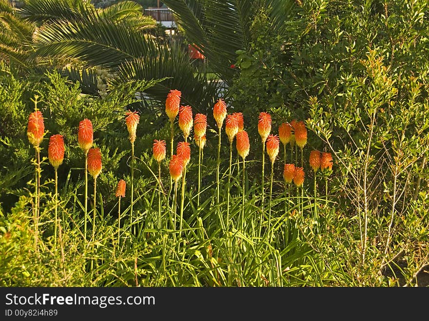 Beautiful Red Hot Poker Plants flower in Winter