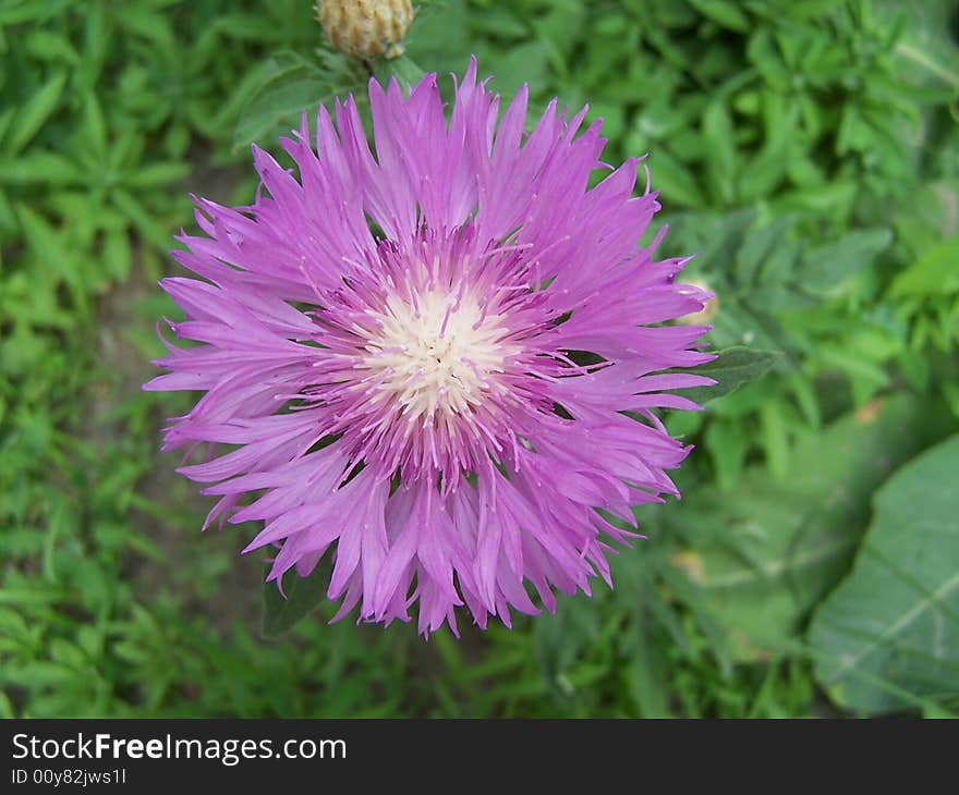 Purple cornflower