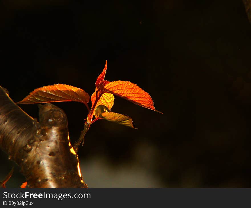 Golden Leaves