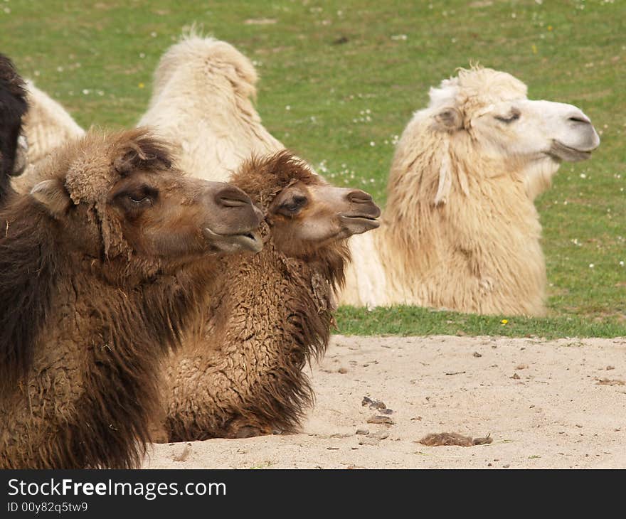 Three camels headshot in a zoo