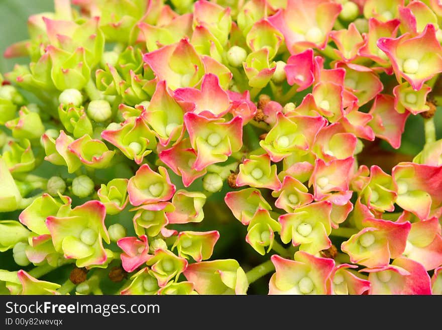 A flower of a unknow plant in a garden .