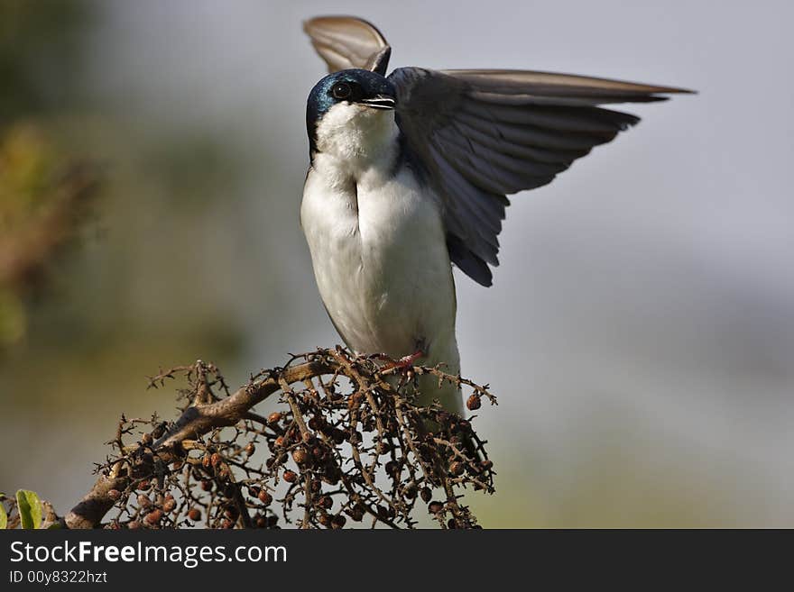 Tree Swallow(iridoprone bicolor) spreading it's wings