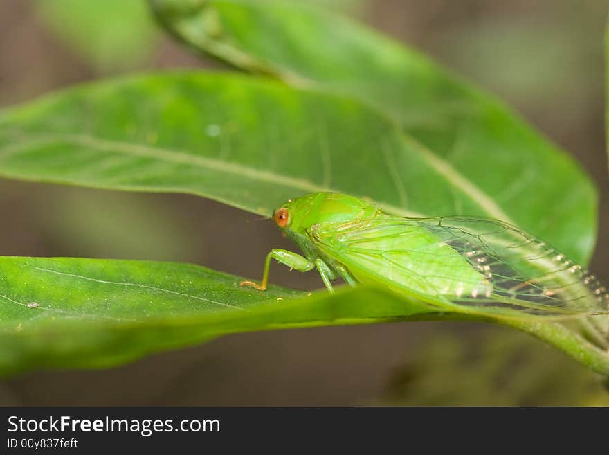 Green cicada with its protective color stay on the green leaves