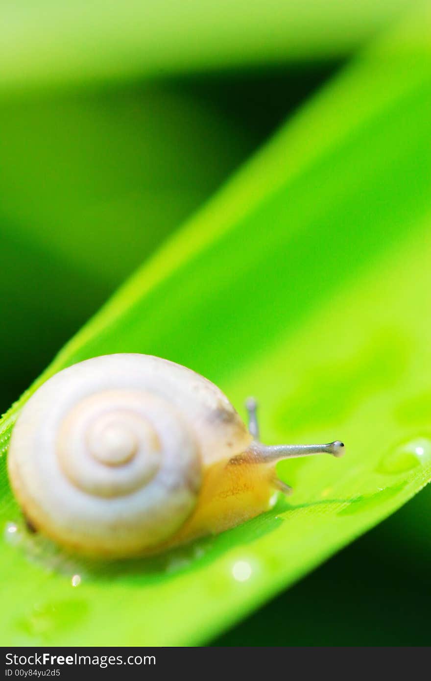 The snail on a leaf of a plant in a garden