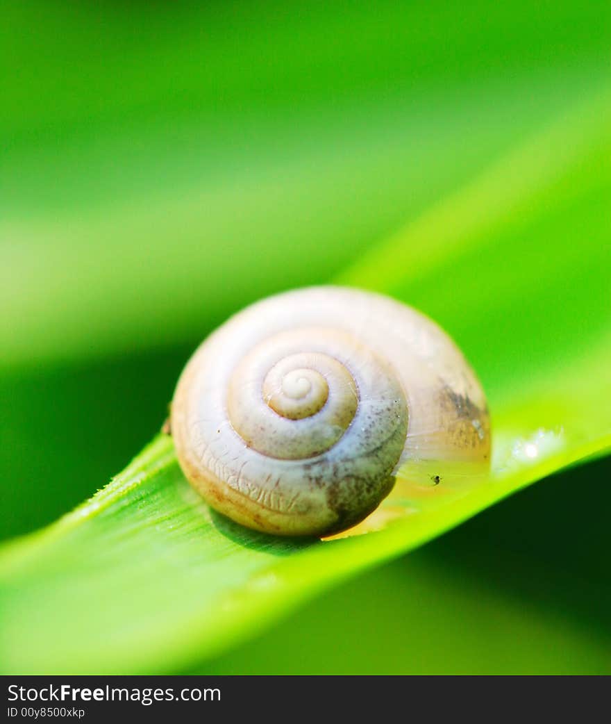 The snail on a leaf of a plant in a garden