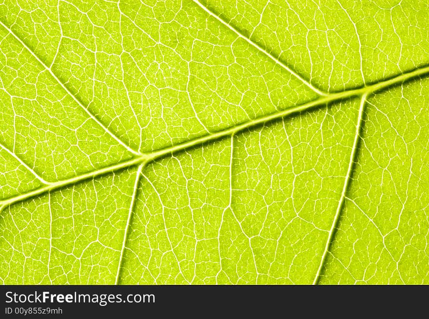 Green leaf close-up shot. Green leaf close-up shot.