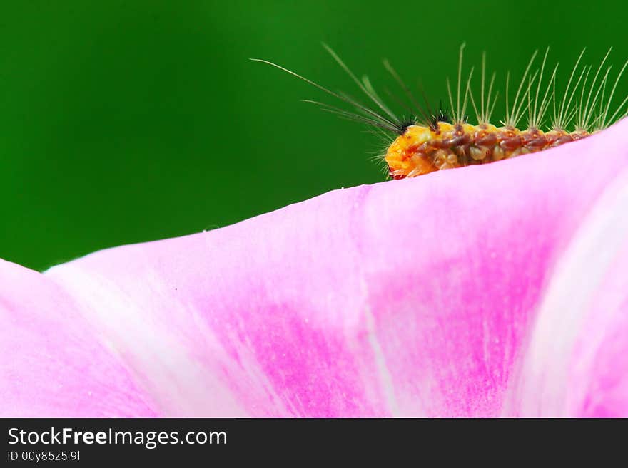 The caterpillars on the morning glory in the field . The caterpillars on the morning glory in the field .