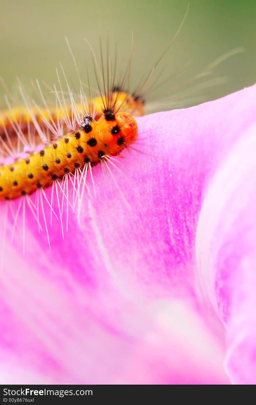 The caterpillars on the morning glory in the field . The caterpillars on the morning glory in the field .