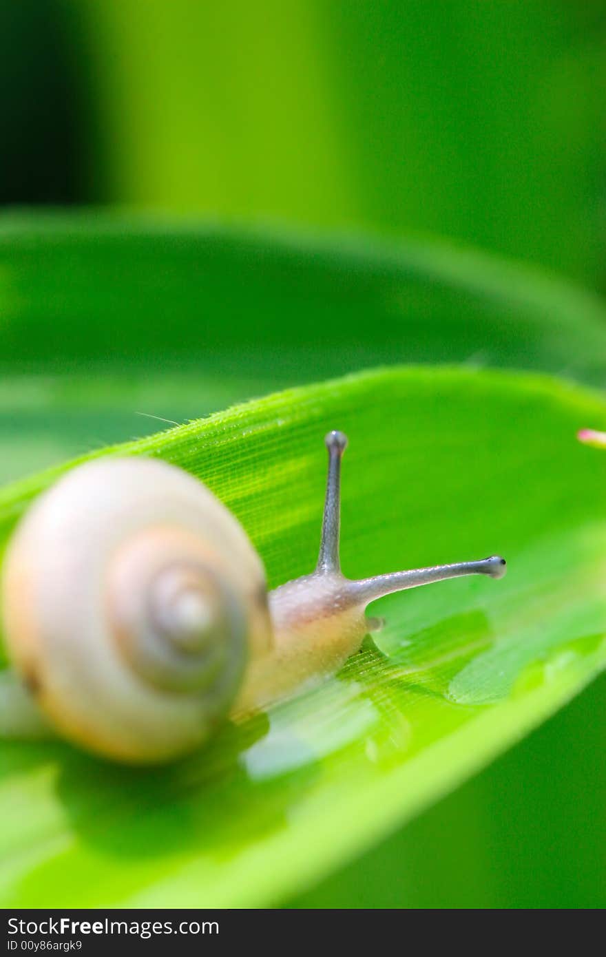 The snail on a leaf of a plant in a garden