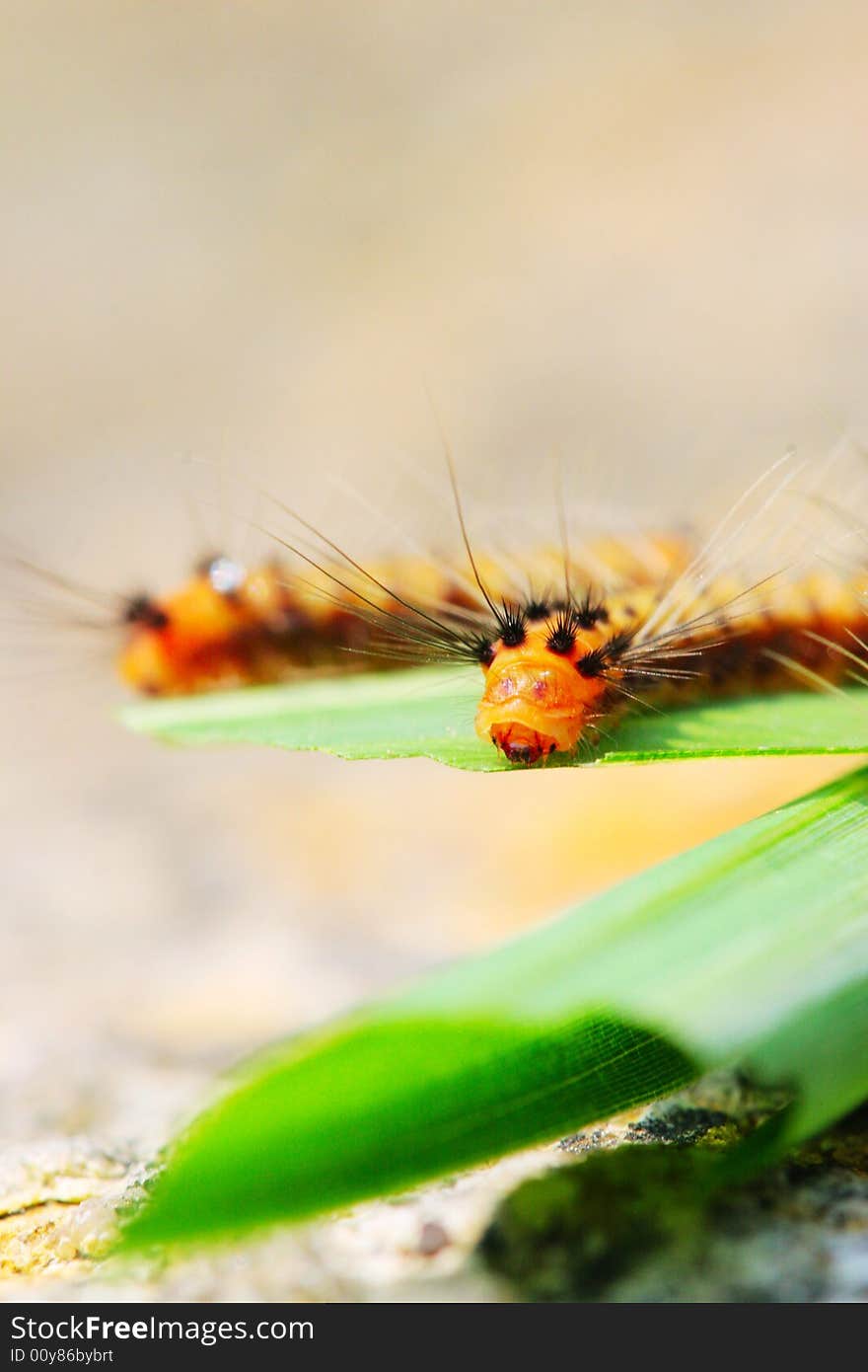 The caterpillars on the leaf in the field .