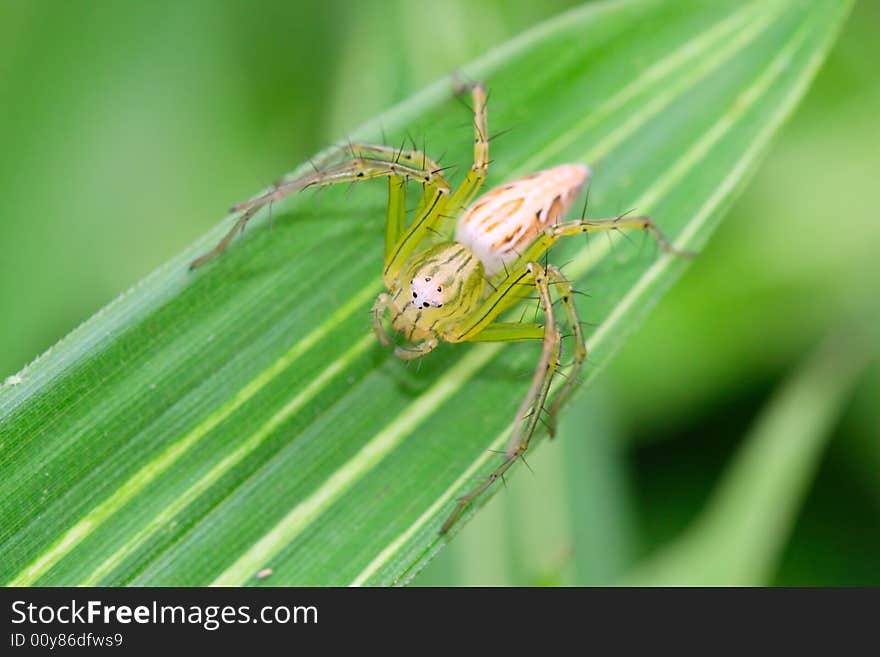 The spide, shoot it in a garden .