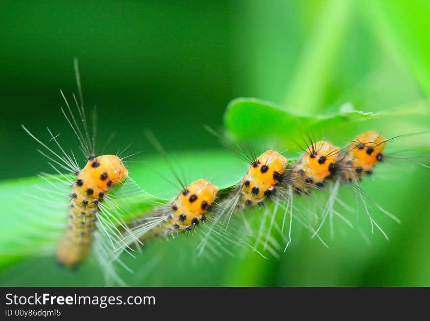 The caterpillars on the leaf in the field .