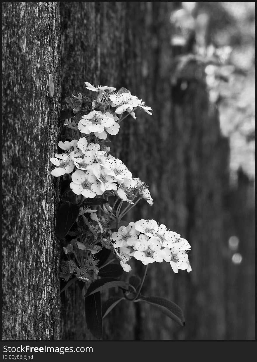 Flowers And Fence