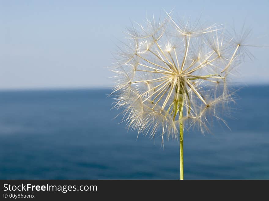 A blowball against blue sky and the sea