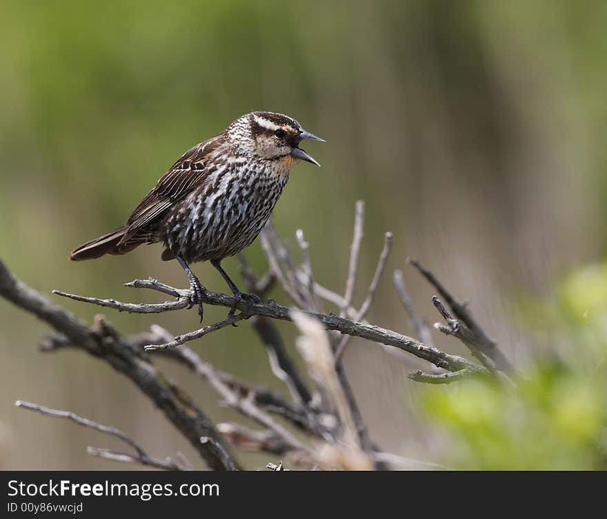 Seaside Sparrow(ammodramus maritimus)