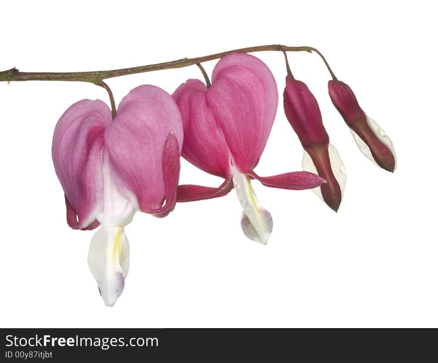 Dicentra