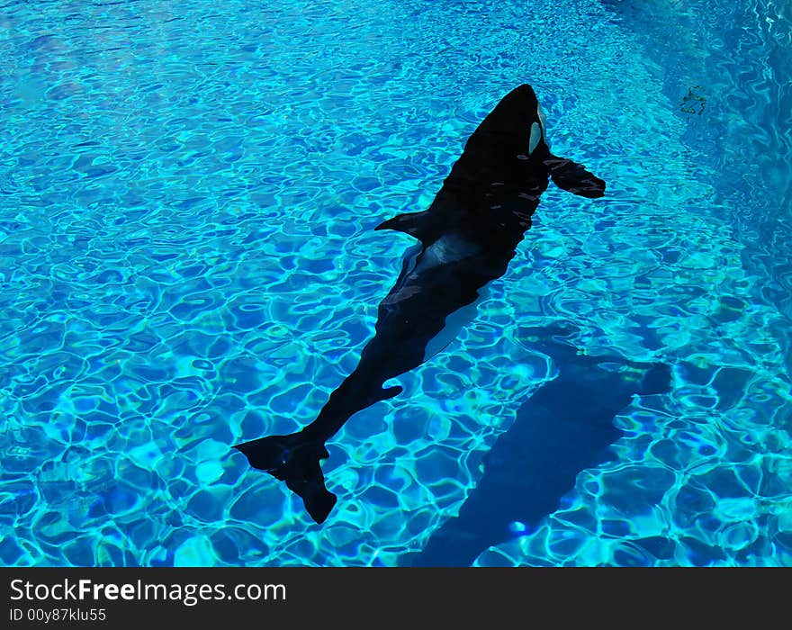 Pet whale swimming in a pool on sunny day. Pet whale swimming in a pool on sunny day