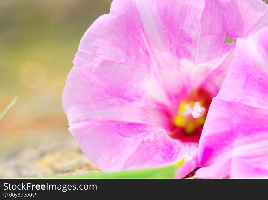 The pistil of morning glory.that looks very beautiful . The pistil of morning glory.that looks very beautiful .