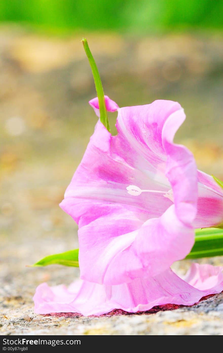 The pistil of morning glory.that looks very beautiful . The pistil of morning glory.that looks very beautiful .