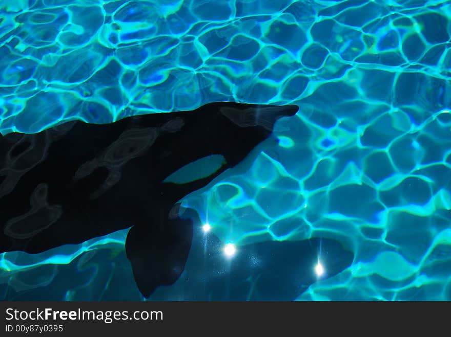 Pet whale swimming in a pool on sunny day. Pet whale swimming in a pool on sunny day