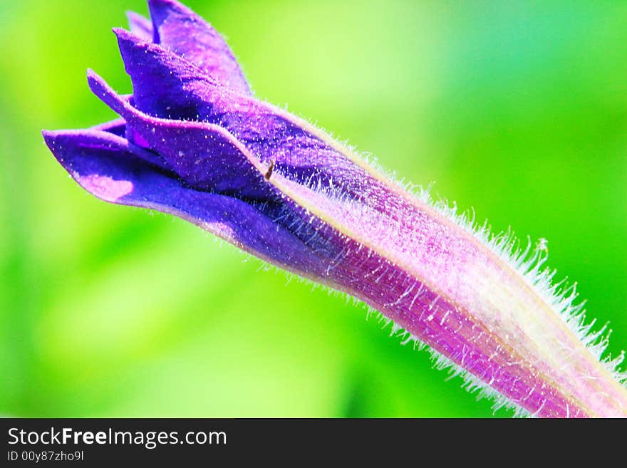 A flower of a unknow plant in a garden .