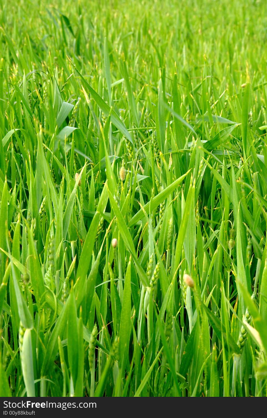 Green wheat field at spring under the sun