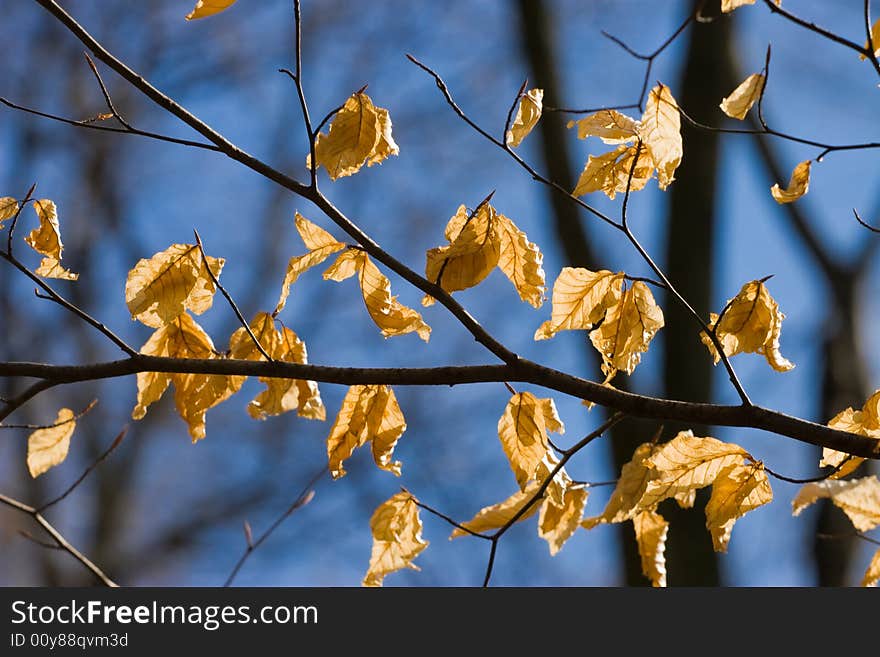 Orange leaves on a blue sky. Orange leaves on a blue sky