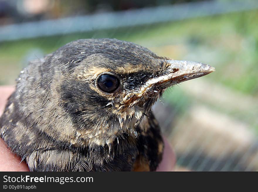 Closeup of robin fledgling in hand. the cats were close by so we had to help this bird get away from the cats.