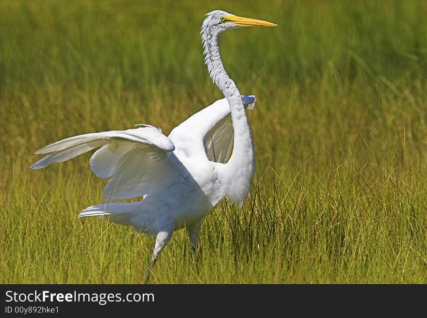 Great Egret