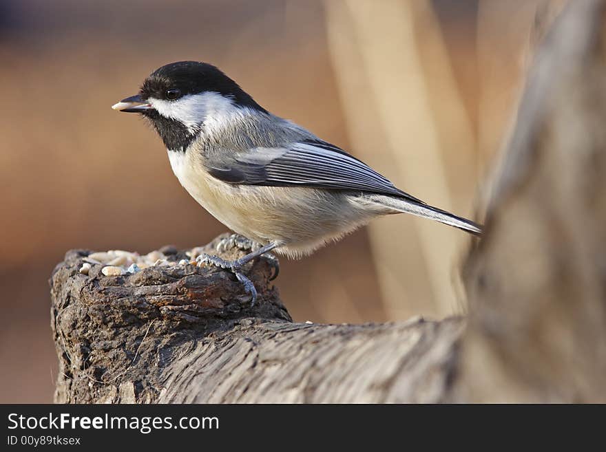 Black-capped chickodee feeding on seed in Central Park