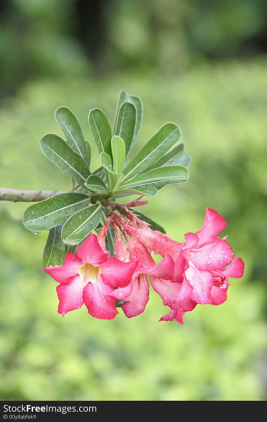 Pink azalea flowers on green background