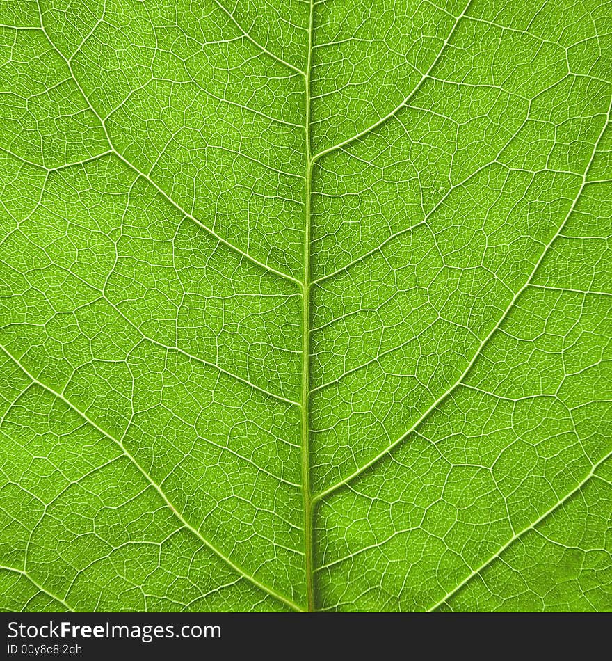 Close-up green leaf texture. Close-up green leaf texture