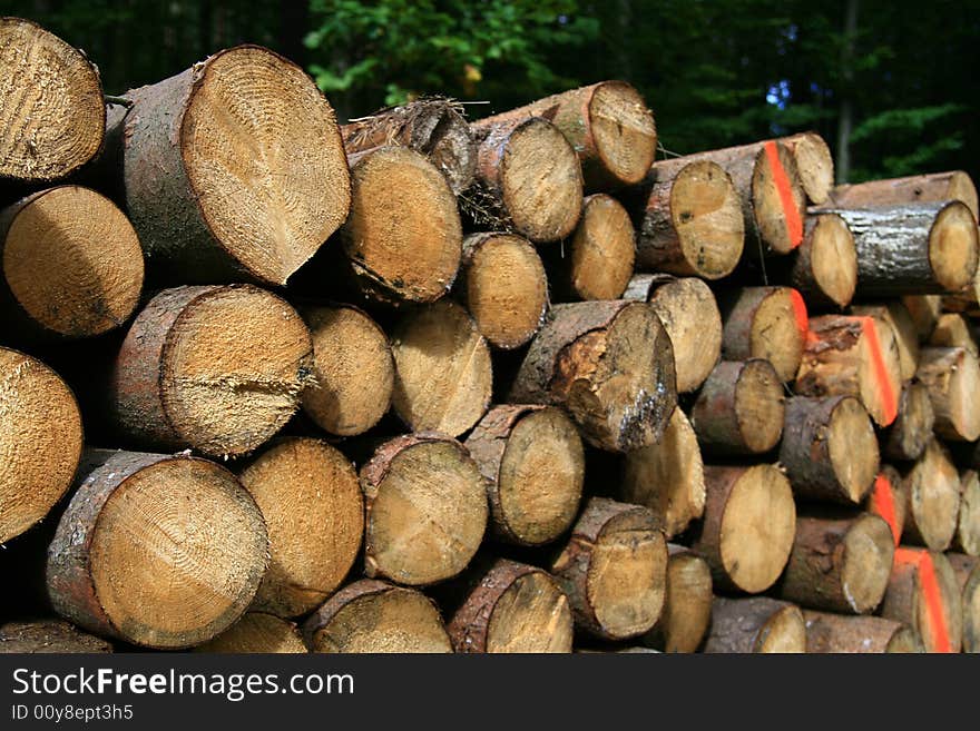 Pile wood in forest, wood texture,