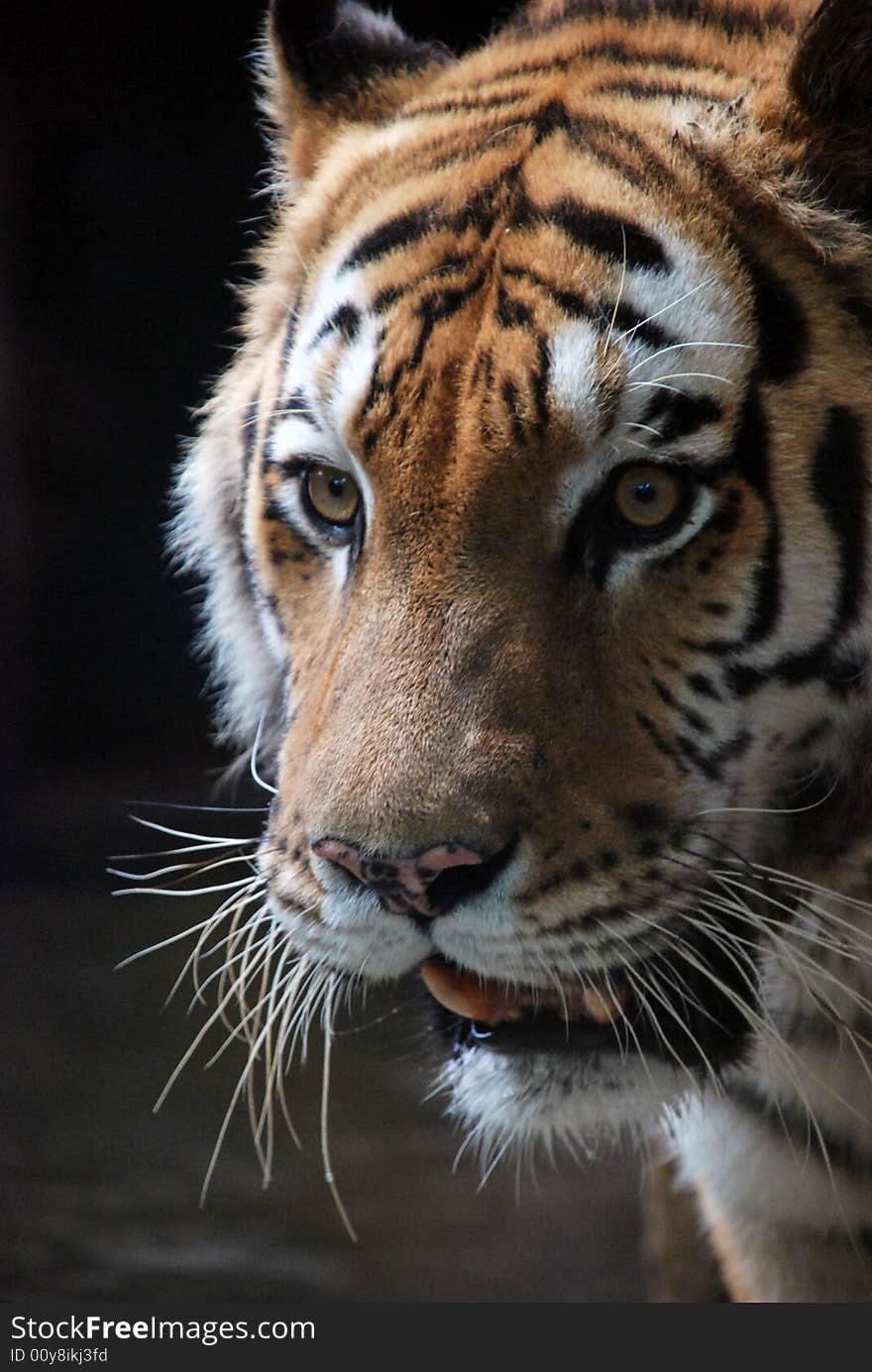 A strong tiger that glaring at you, beautiful and dangerous.