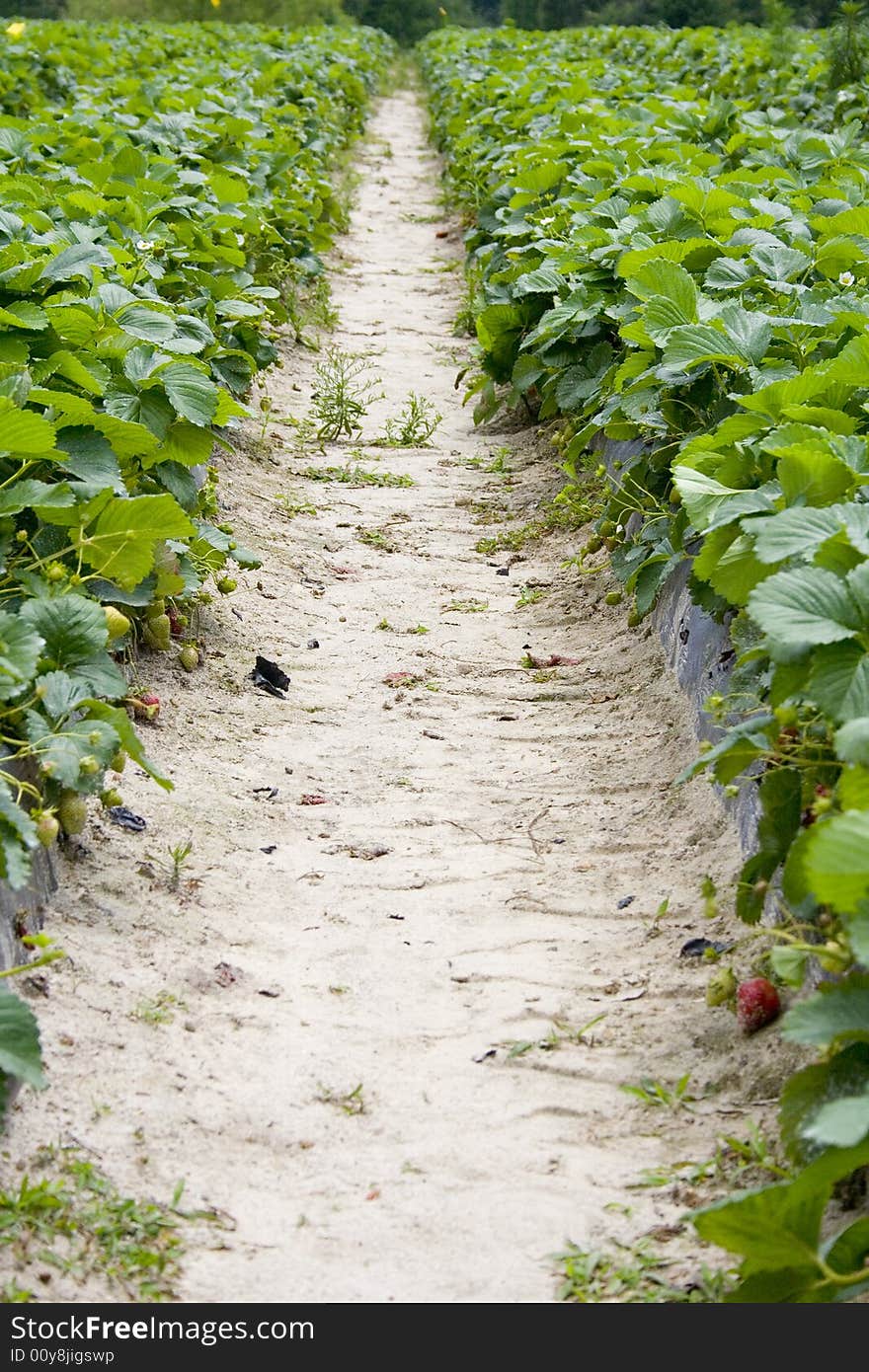 A row in a field of strawberries. A row in a field of strawberries