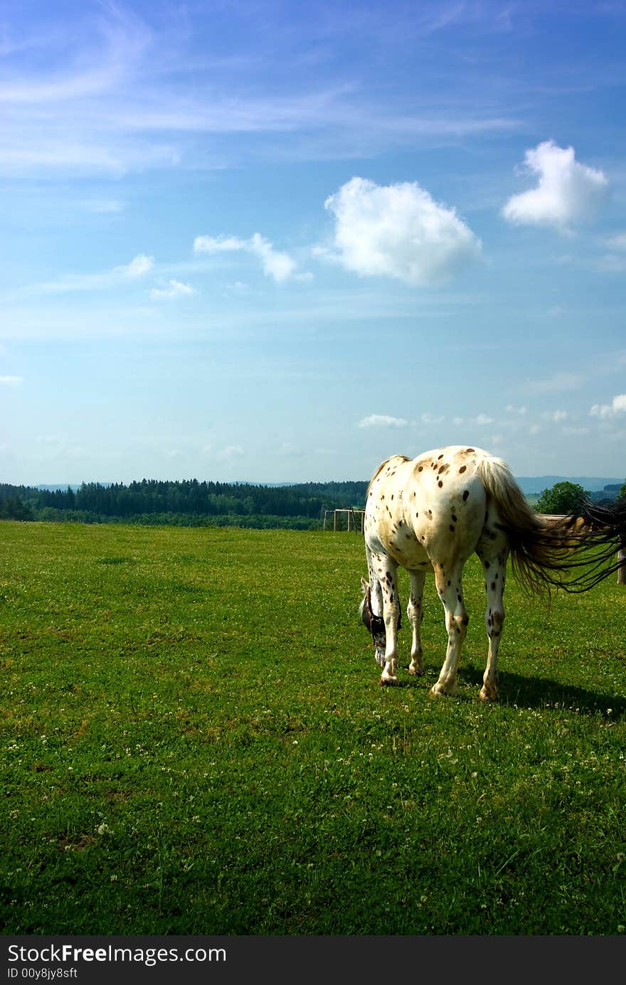 Horse on pasture