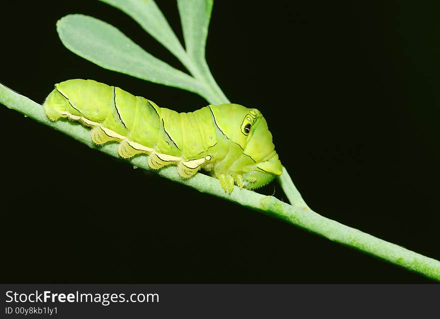 The swallowtail larva on rue branch in black background. The swallowtail larva on rue branch in black background.