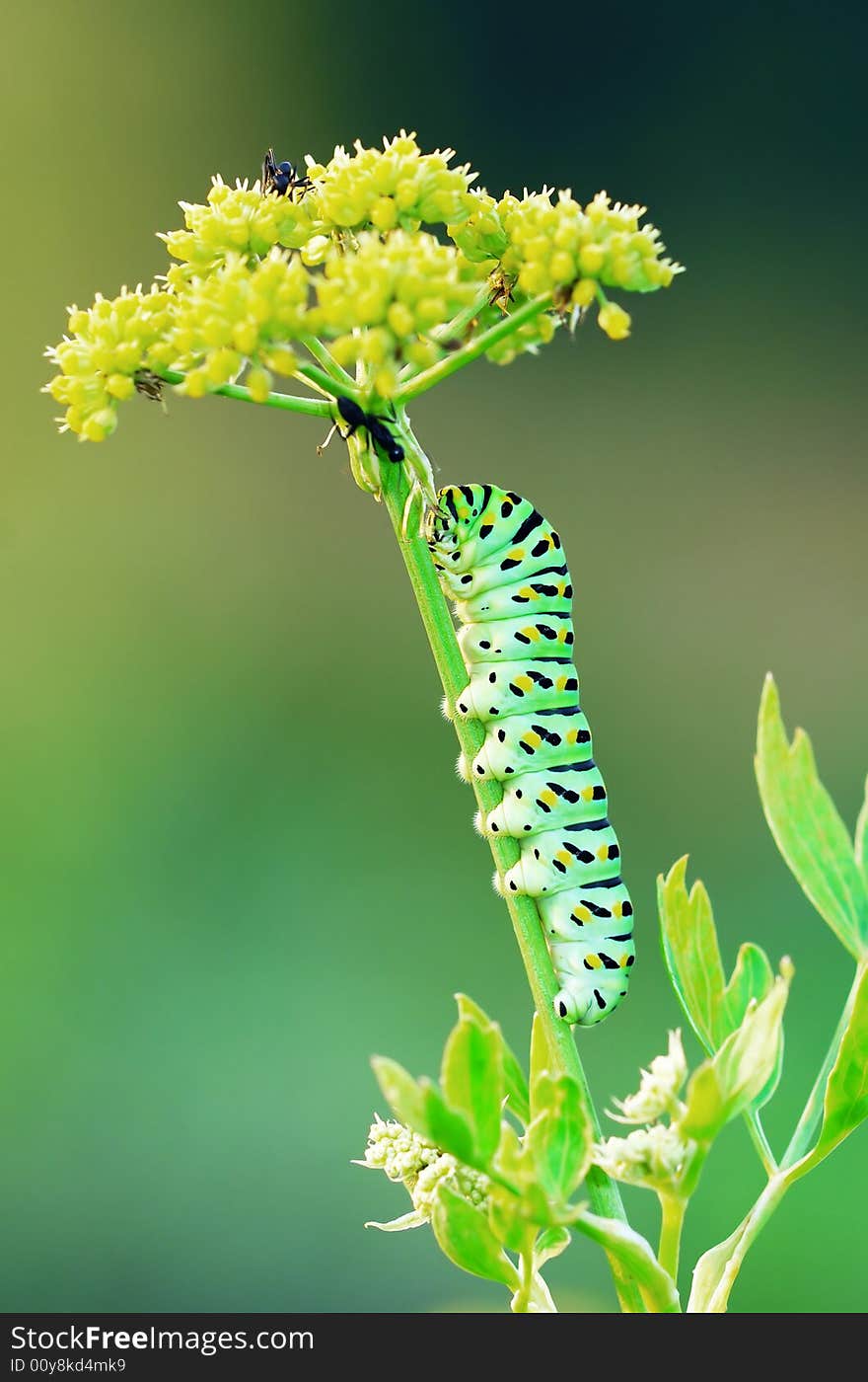 The last stage of a Swallow Tail caterpillar on its host plant. The last stage of a Swallow Tail caterpillar on its host plant.