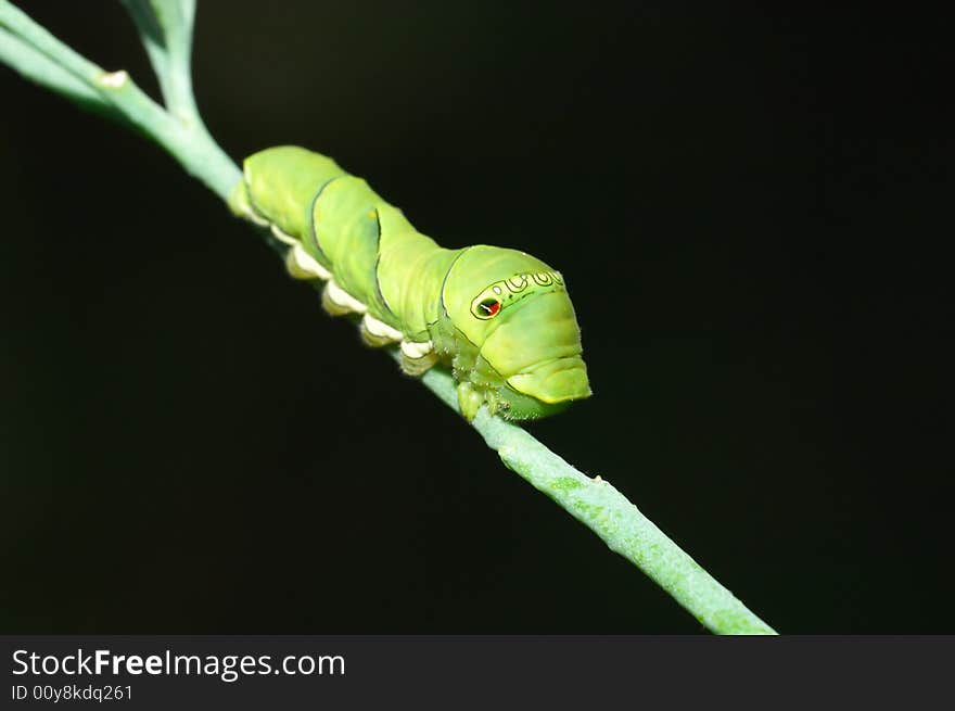 Close-up shoot of green papilio larva in black background. Close-up shoot of green papilio larva in black background.