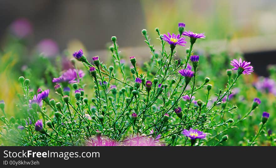 Many purple chrysanthemum and ther bud growth in garden.