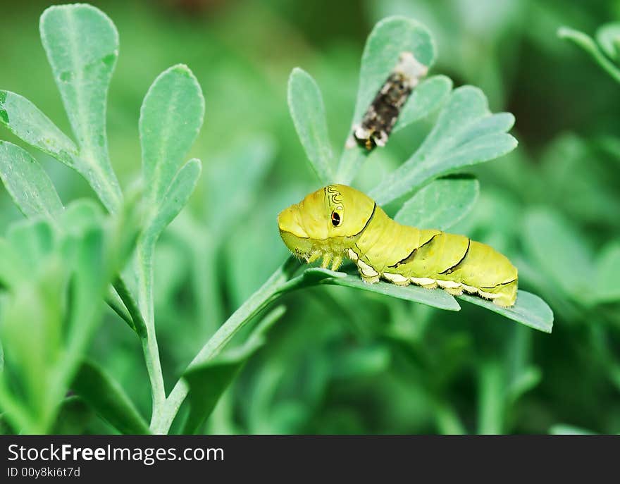 The lovely swallowtail larva on rue branchs in garden. The lovely swallowtail larva on rue branchs in garden.