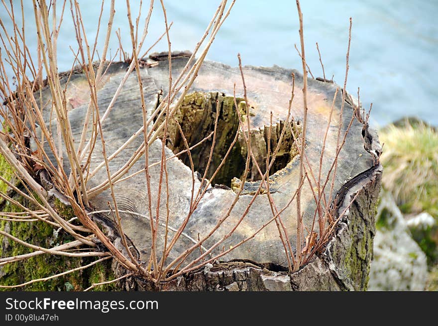 A stump of an old tree and new sprouts. A stump of an old tree and new sprouts