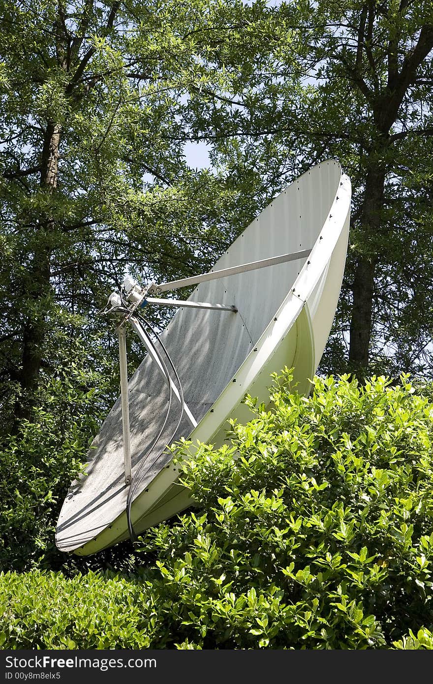 Satellite Dish in Trees