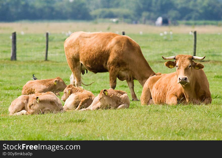 Cows in a meadow land