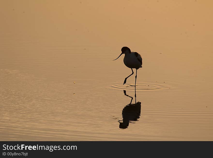 An early sunrise along the water. An early sunrise along the water